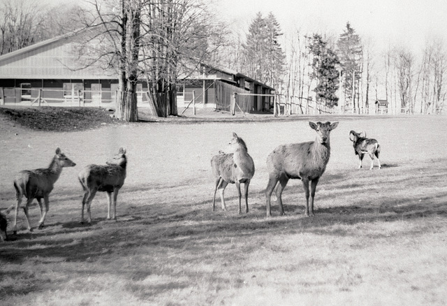 Gehege Harzhaus, Benneckenstein, Film