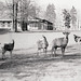 Gehege Harzhaus, Benneckenstein, Film