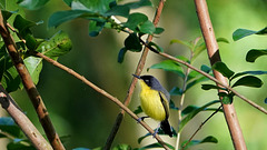 DSC01884a