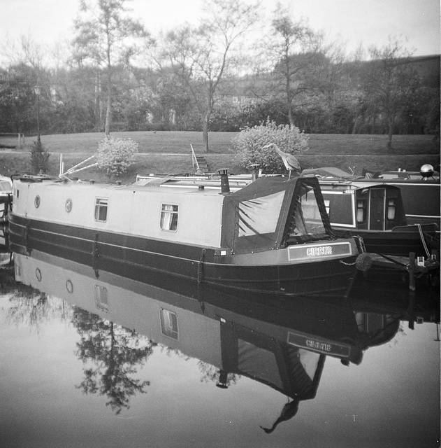 Grey heron atop of a Narrow boat - Ilford XP2