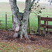 Interesting tree boles