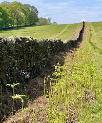 HWW Bradgate Park Leicestershire 8th May 2026