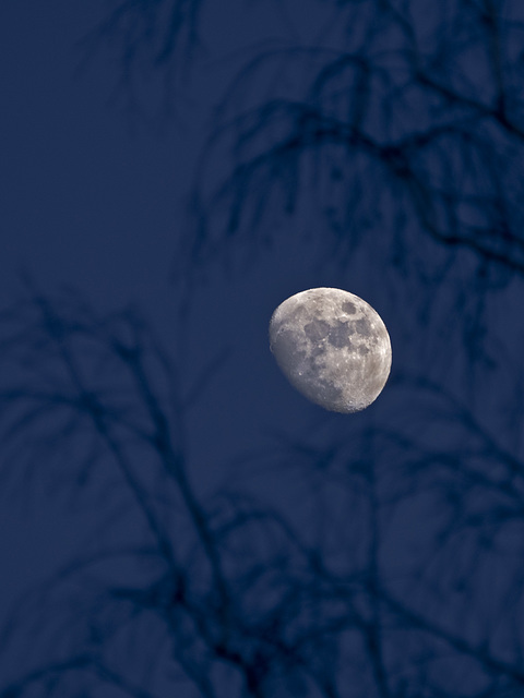 The moon in the branches