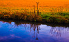 Colours