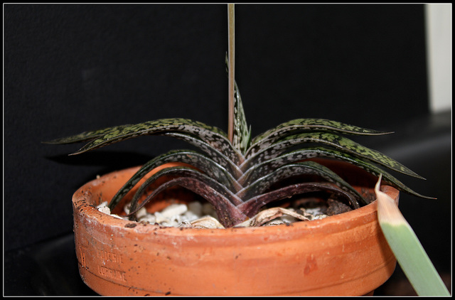 Gasteria bicolor liliputana (2)