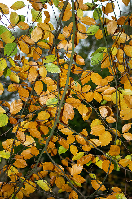 Flashed Beech leaves