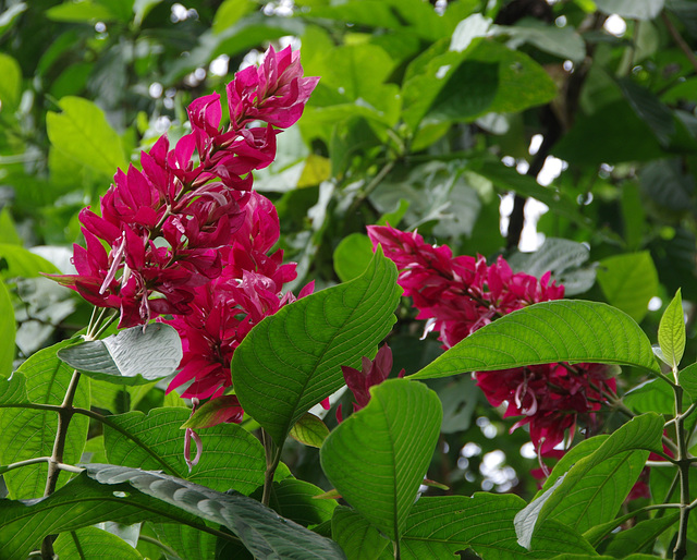 Brazilian Red-Cloak