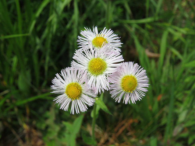 Erigeron strigosus