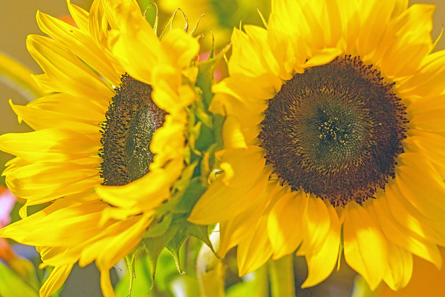 Two Sunflowers