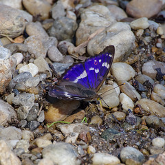 Kleiner Schillerfalter (Apatura ilia) - PiP