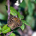 Speckled Wood-DSZ7600