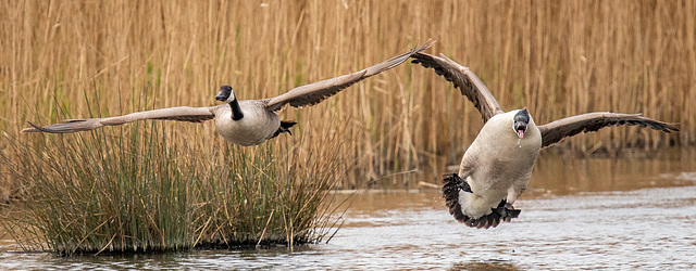 Canada geese