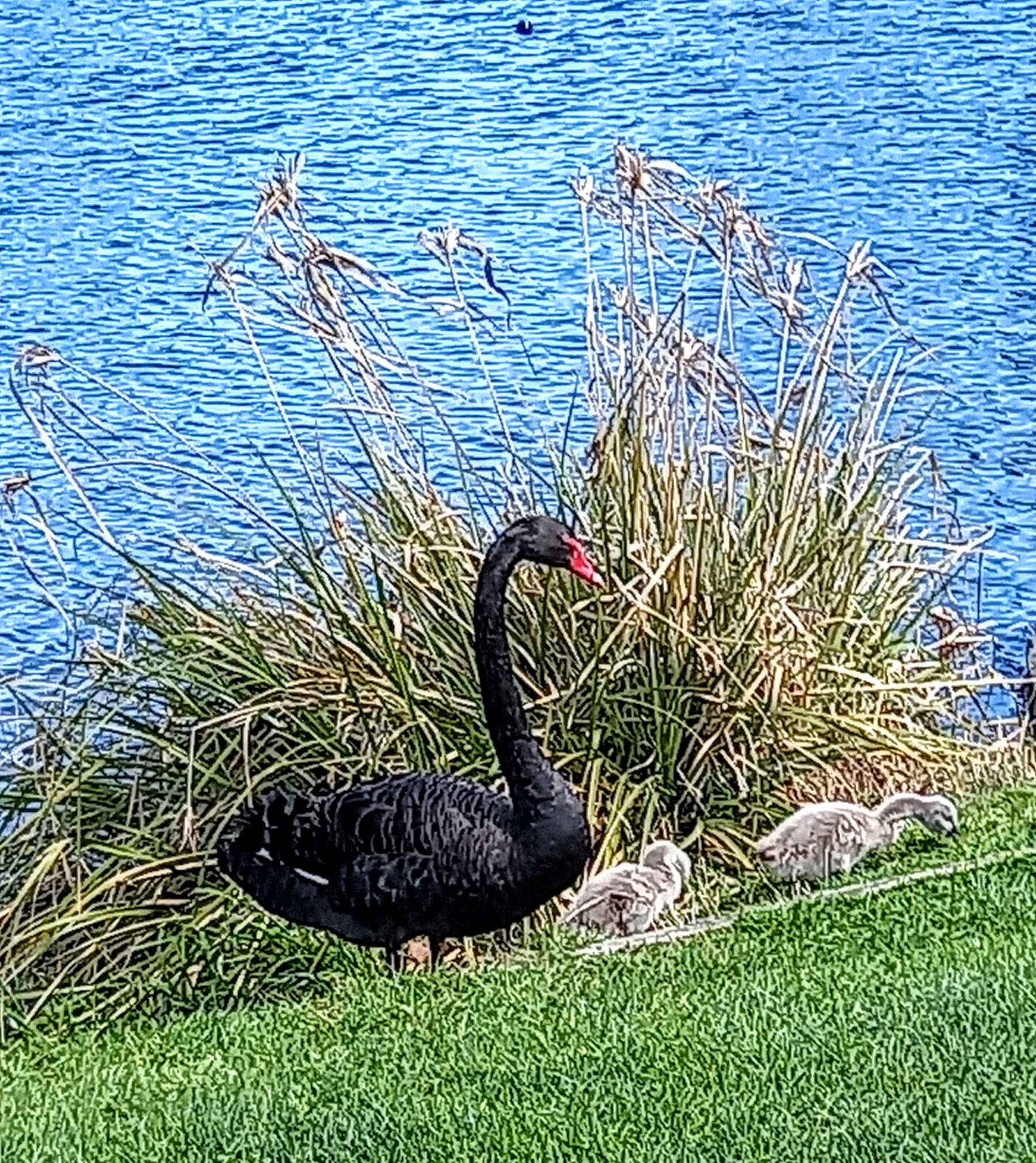 Swan and Cygnets.