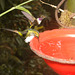 IMG 0076 Hummingbird