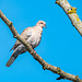 Collared dove