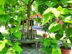 HBM unterm Trompetenbaum auf der Schlossinsel von Mirow