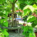 HBM unterm Trompetenbaum auf der Schlossinsel von Mirow