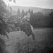 Horse chestnut - Ilford XP2