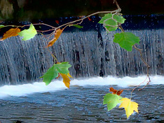 Dancing Leaves