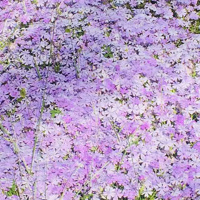 A carpet of lilac flowers.