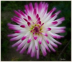 Passez un bon we & / HFF / pour vous ❤️ Passez un bon we & / HFF / pour vous ❤️