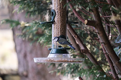 Blue Tit