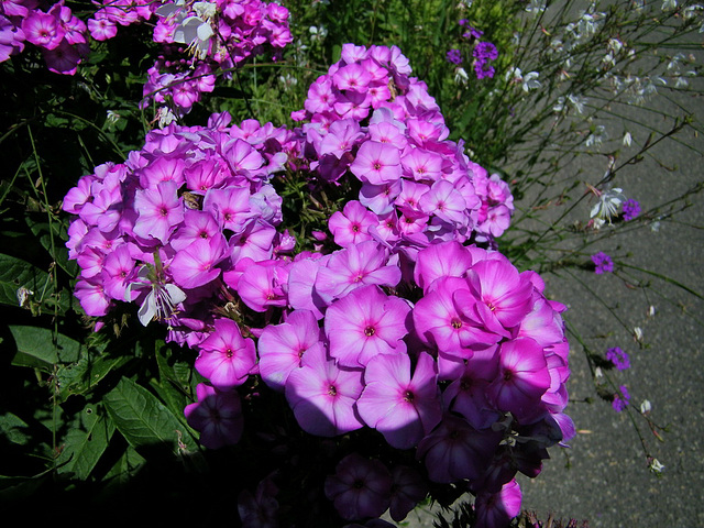 Fleurs mauves