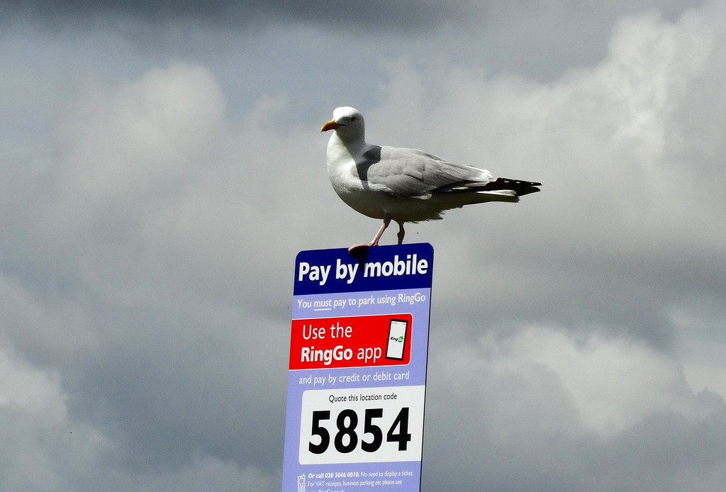 Hands Free Gull