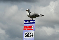 Hands Free Gull