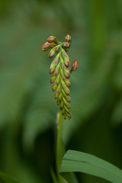 Unknown plant in the Temperate hot house - Botanics (1)