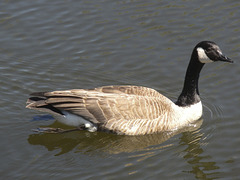 Canada Goose
