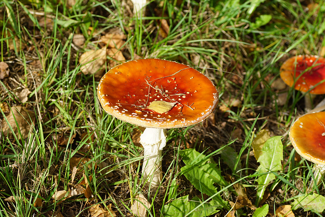 Sehr schöner Fliegenpilz (Amanita muscaria)