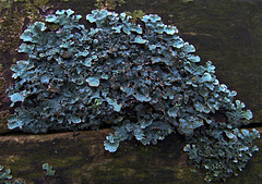 Lichen 1