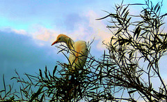 Aigrette Pique-bœuf ou  Héron garde-boeufs...