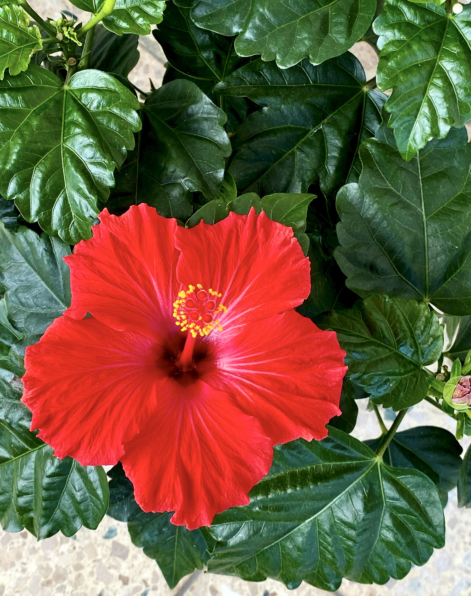 Roseneibisch