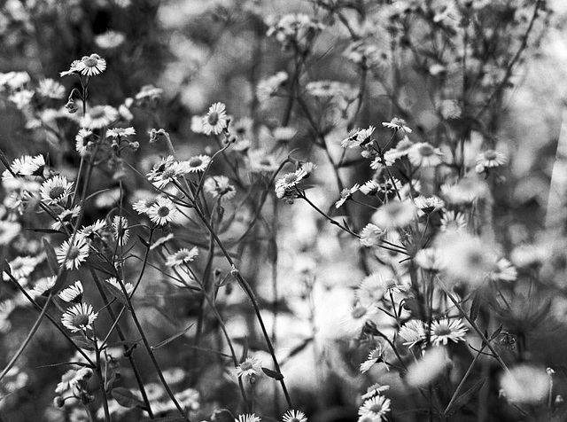 Philadelphia fleabane