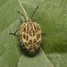 IMG 0082 Shield bug