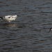 Avocets