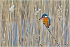 Madame Martin Pêcheur au Parc Braudel Madame Martin Pêcheur au Parc Braudel