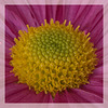 Osteospermum