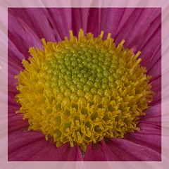 Osteospermum