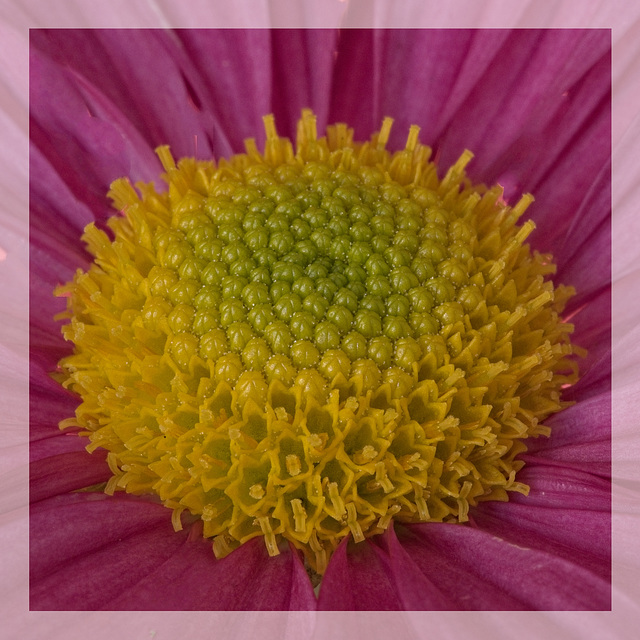 Osteospermum
