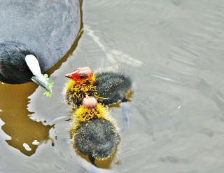Eurasian Coot with Chicks.