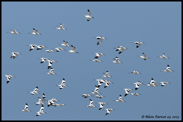 Avocette élégante DSC2789