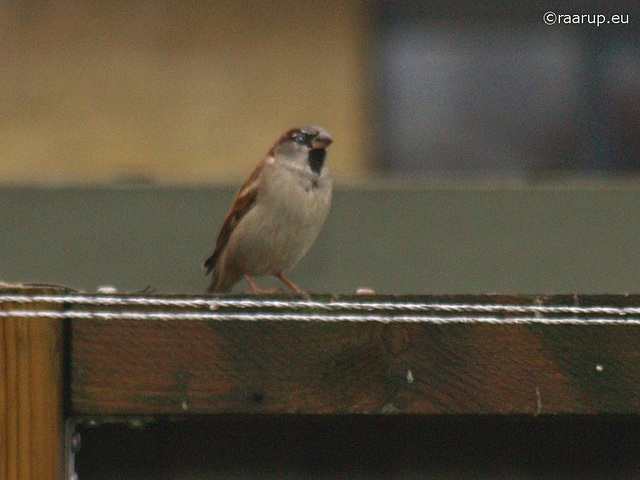 House Sparrow, male