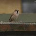 House Sparrow, male