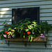 Window box at Reader Rock Garden