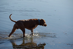 Oberpfälzer Karpfenhund