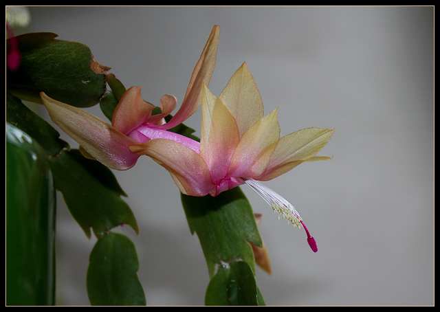 Schlumbergera orange (3)