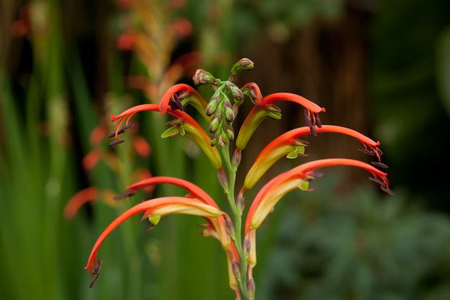 Unknown plant in the Temperate hot house - Botanics (2)